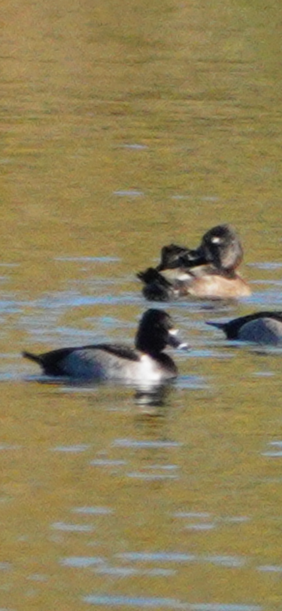 צולל צווארון - ML644546253