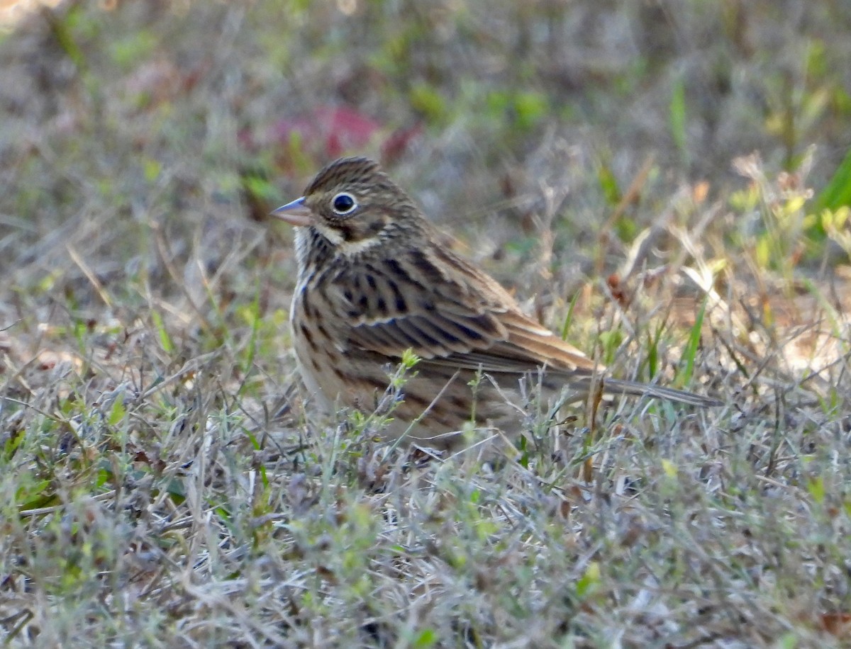Vesper Sparrow - ML644546260