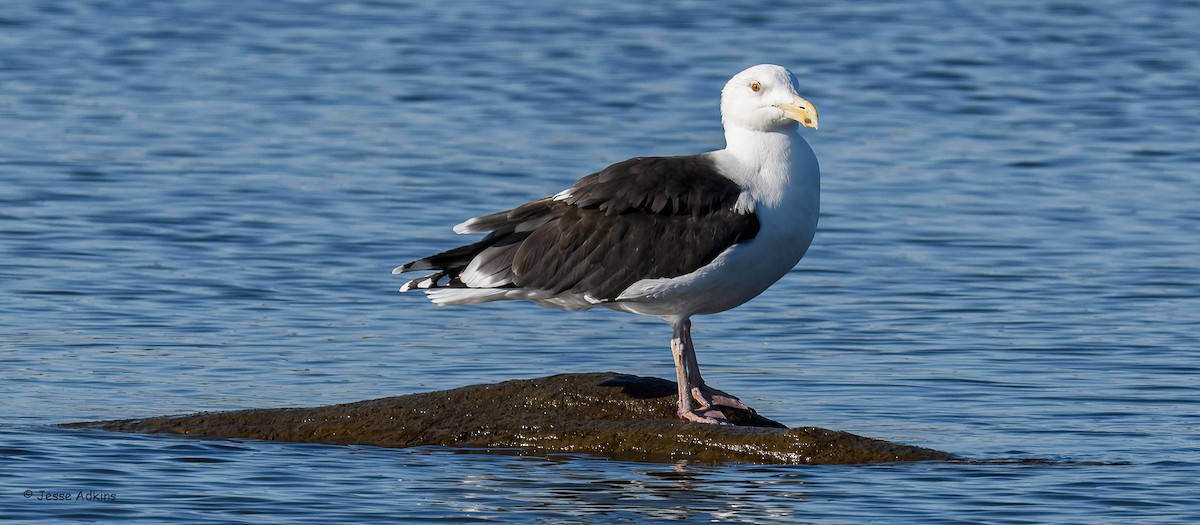 Gavión Atlántico - ML644546261