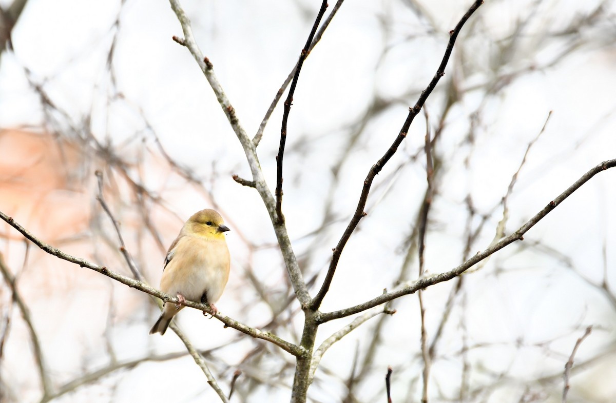 American Goldfinch - ML644546264