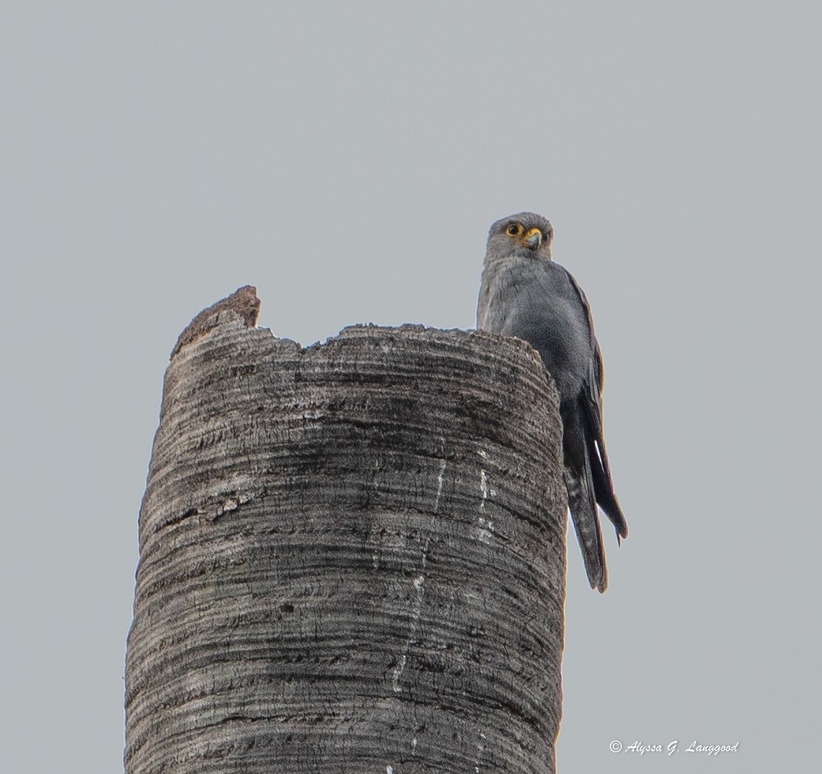 Gray Kestrel - ML644546270