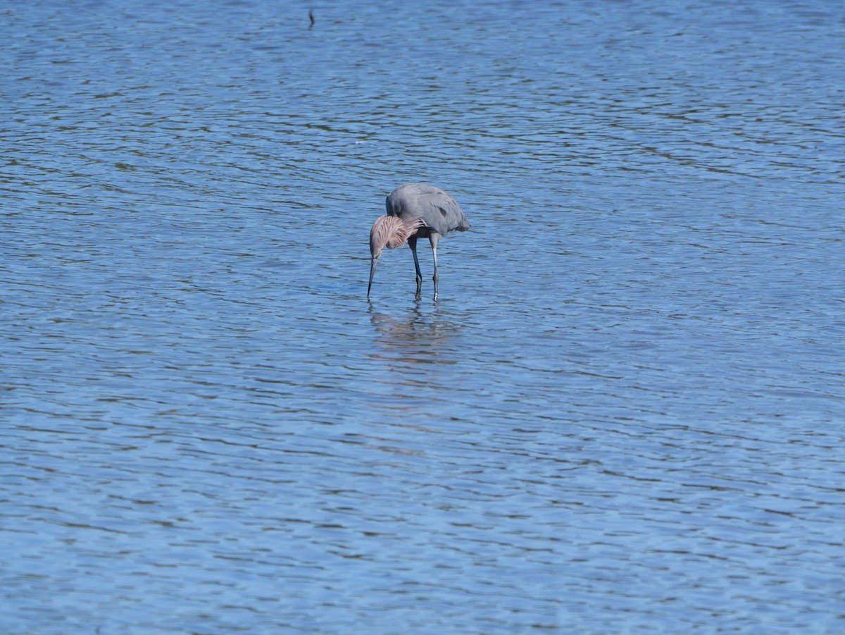Reddish Egret - ML644546271