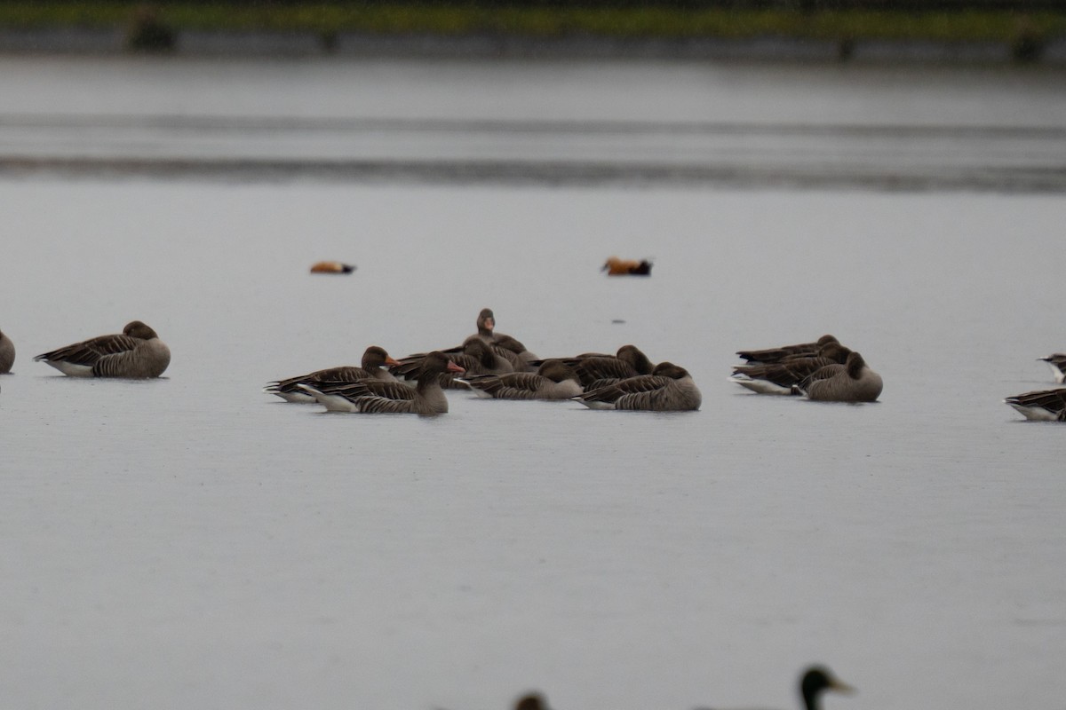 灰雁 - ML644546275