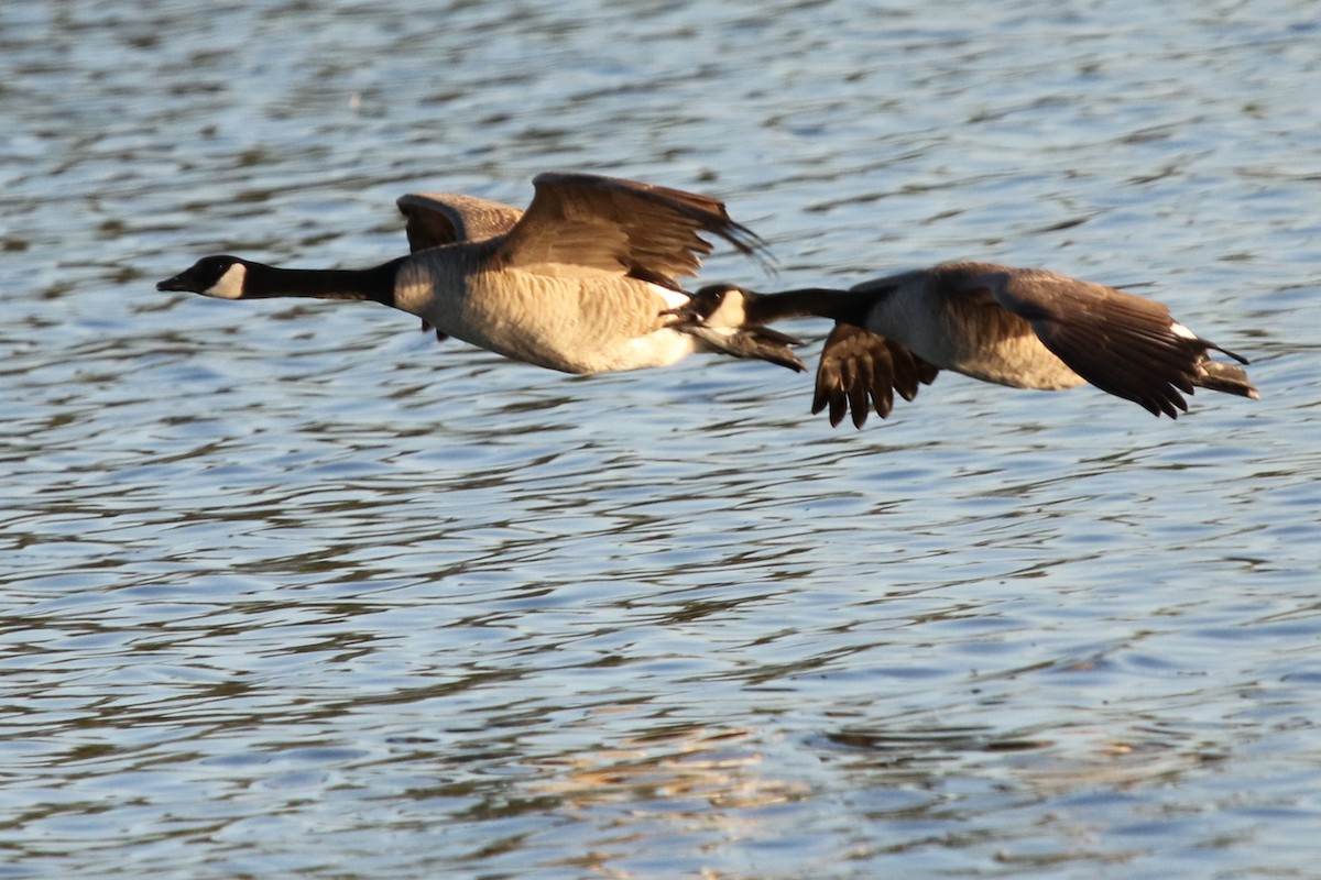 Bernache du Canada - ML644546276