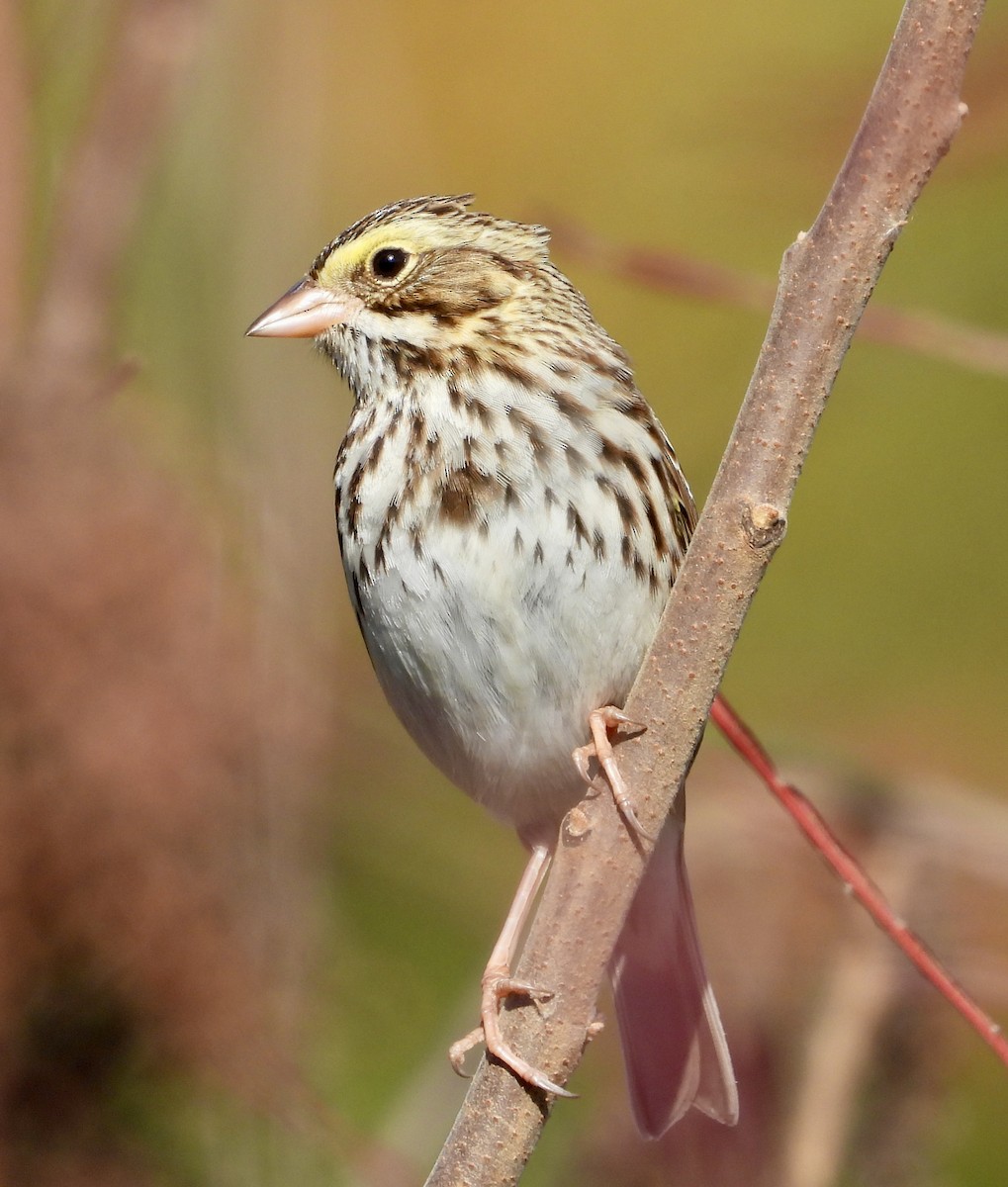 גיבתונית ערבות - ML644546279