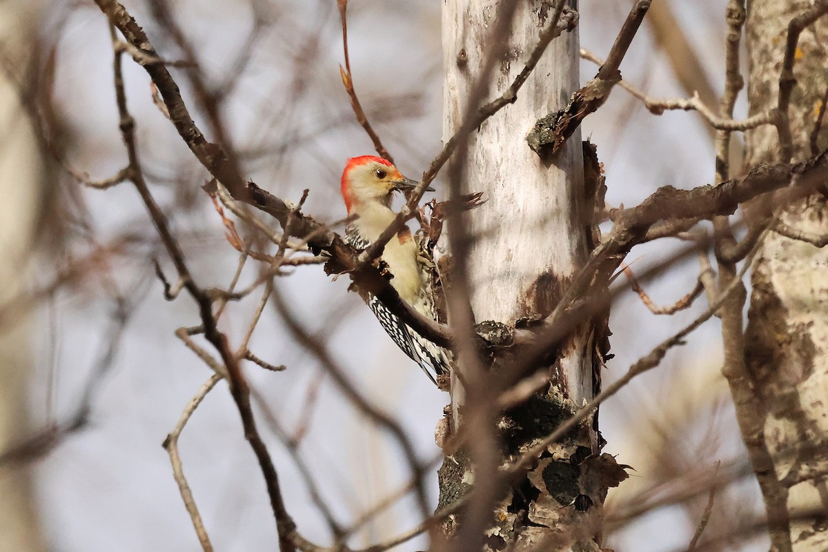 シマセゲラ - ML644546281