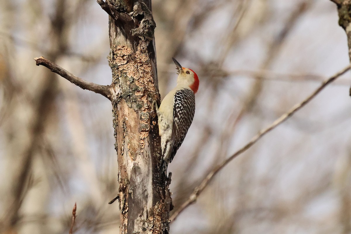 シマセゲラ - ML644546282
