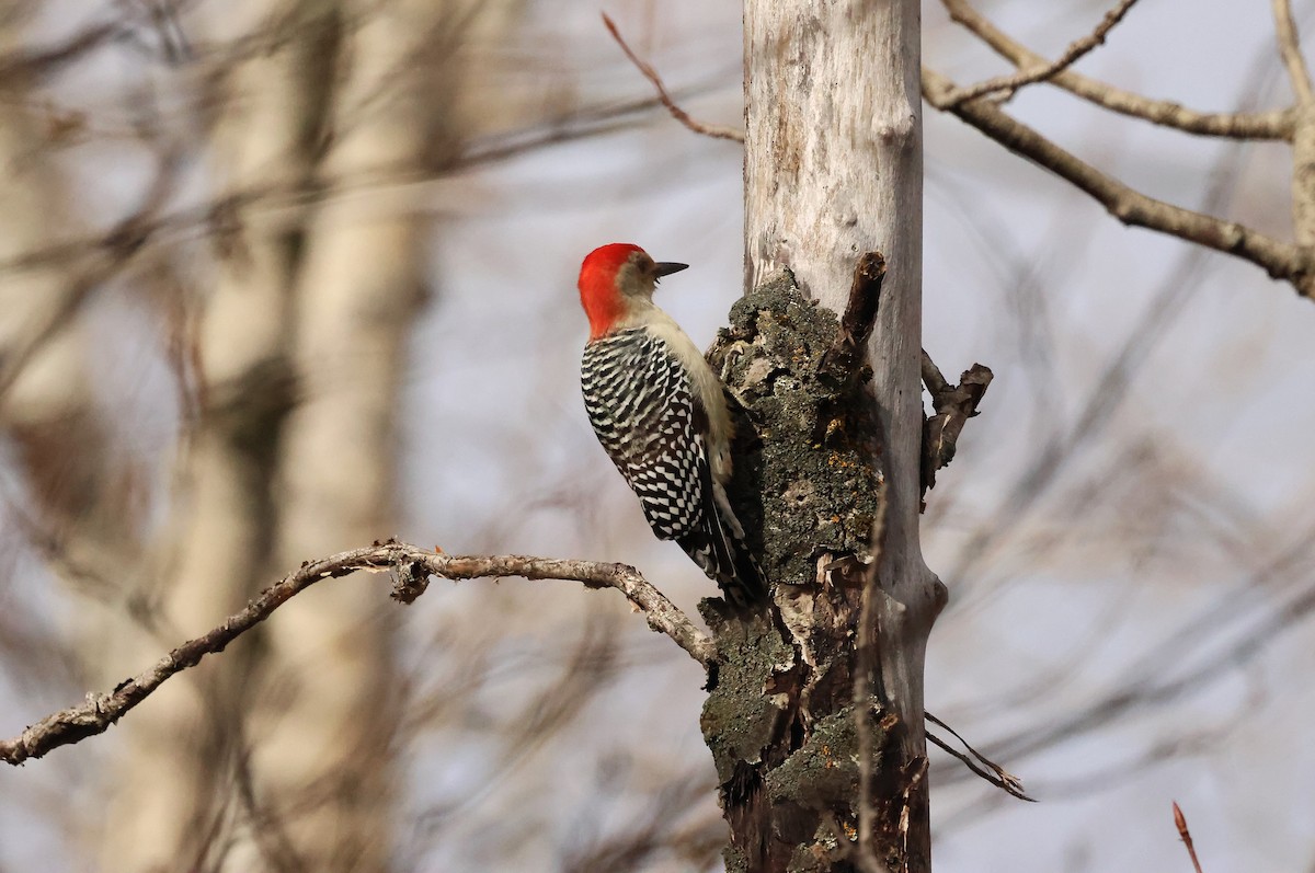 シマセゲラ - ML644546283