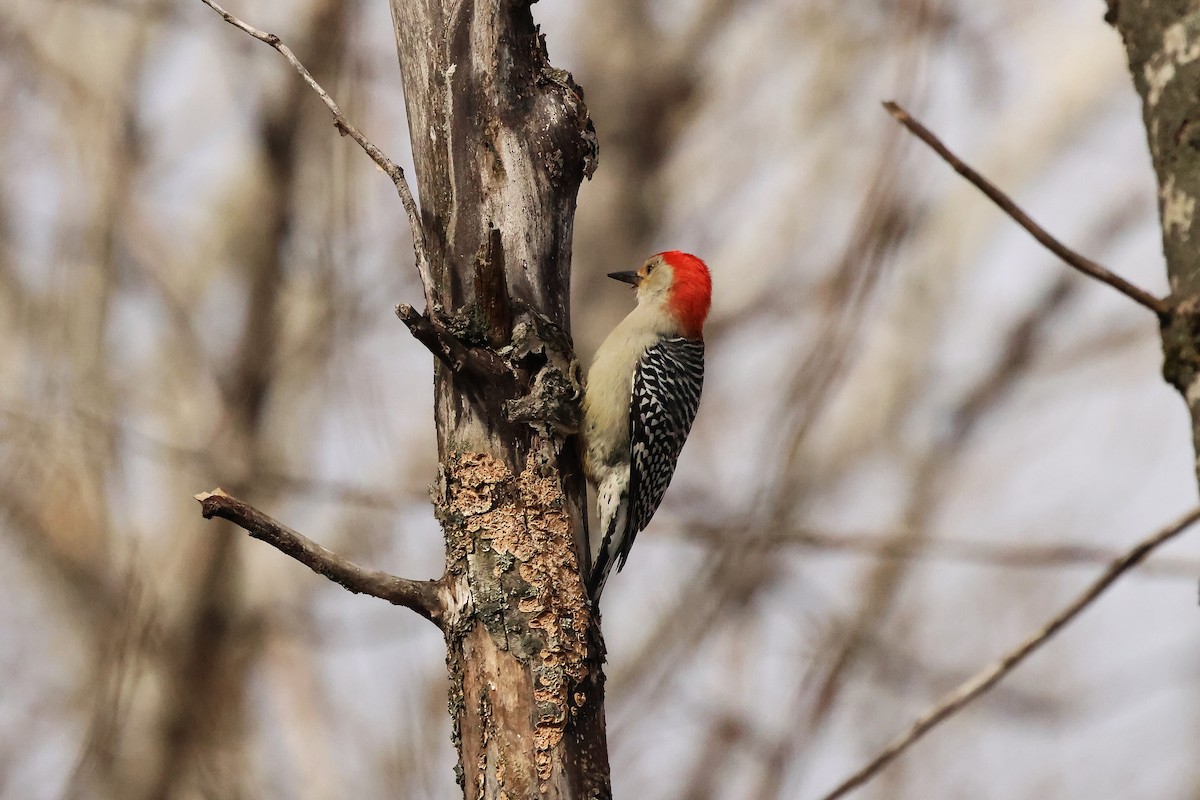 シマセゲラ - ML644546284