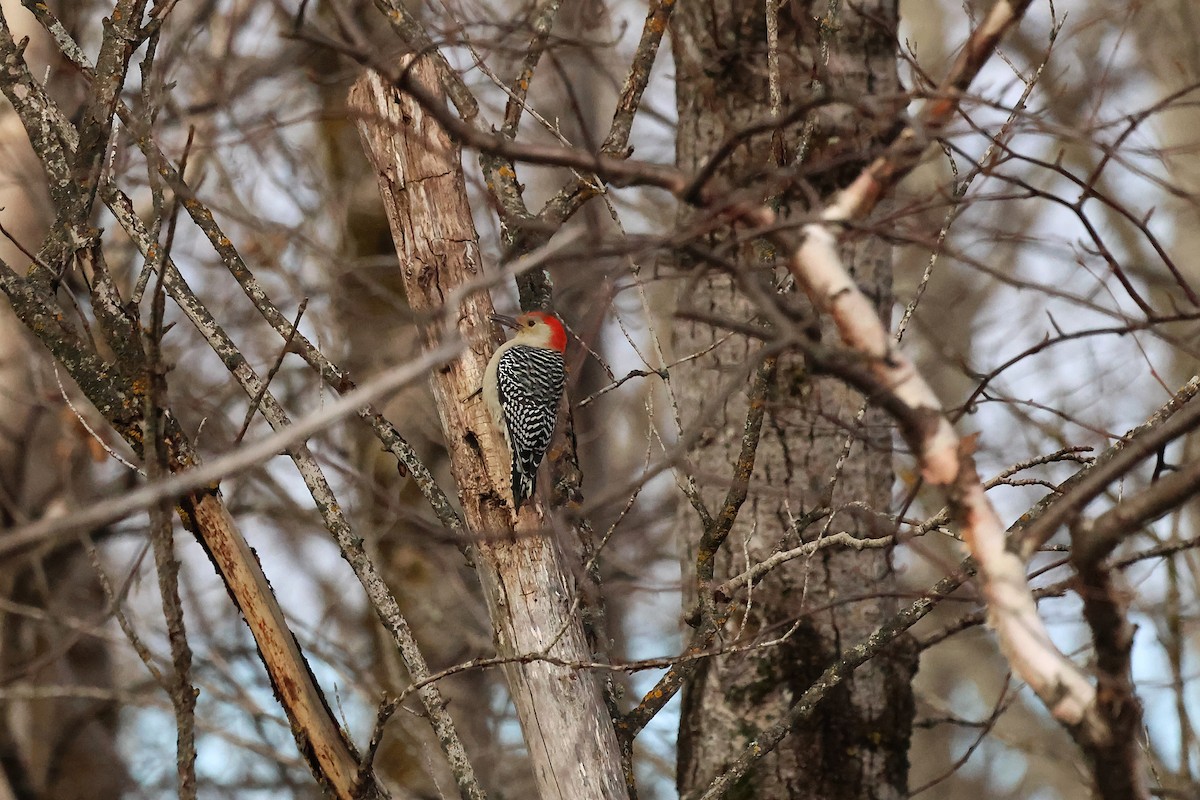 シマセゲラ - ML644546285