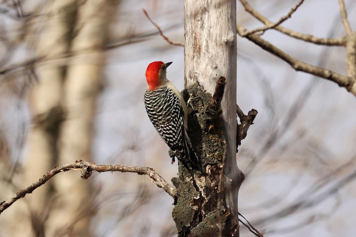 シマセゲラ - ML644546286