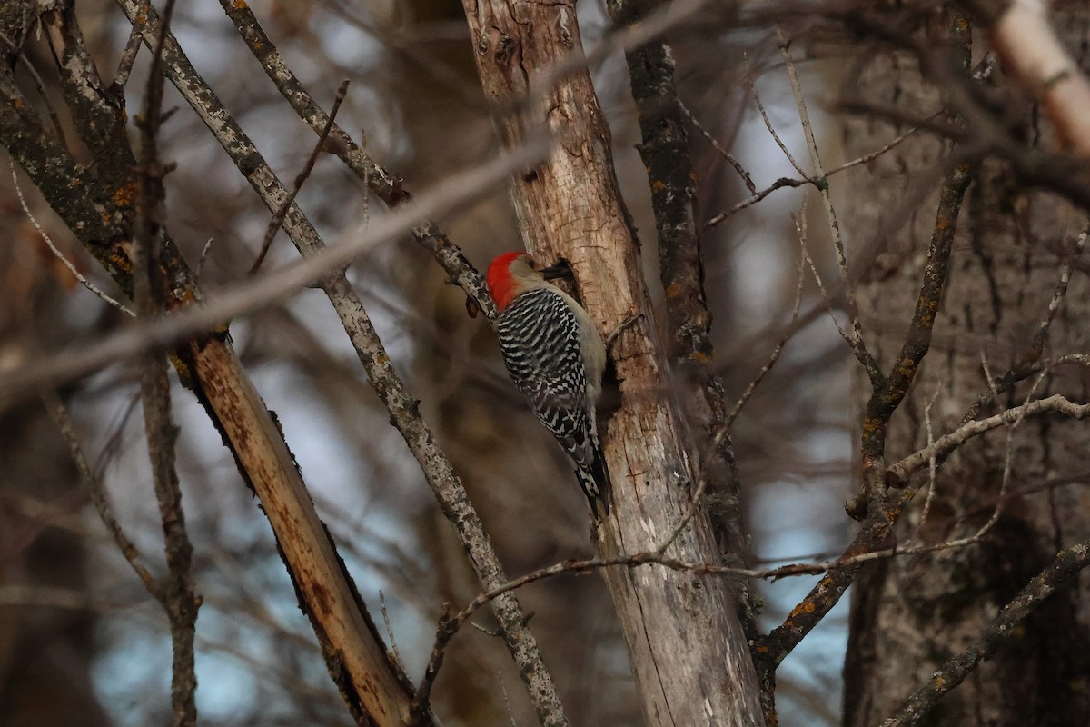 シマセゲラ - ML644546287