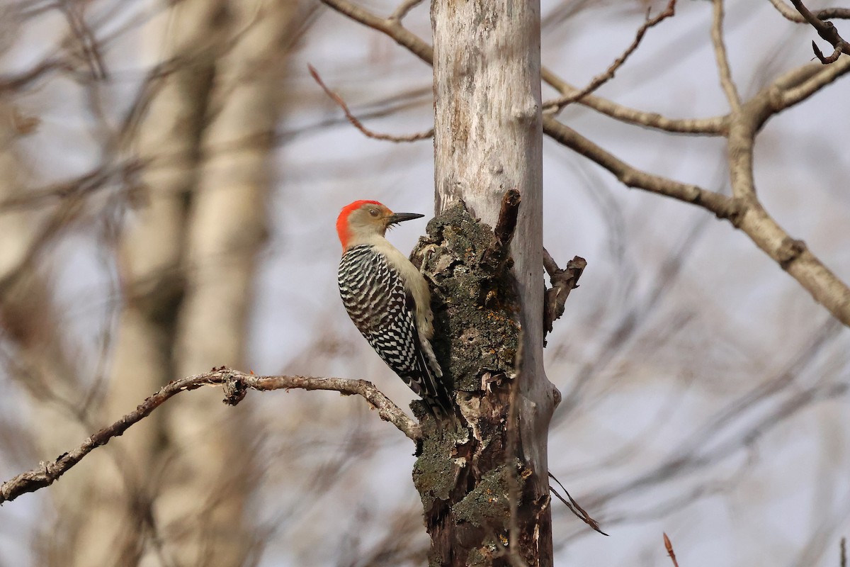 シマセゲラ - ML644546288