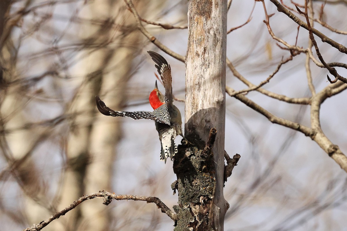 シマセゲラ - ML644546290