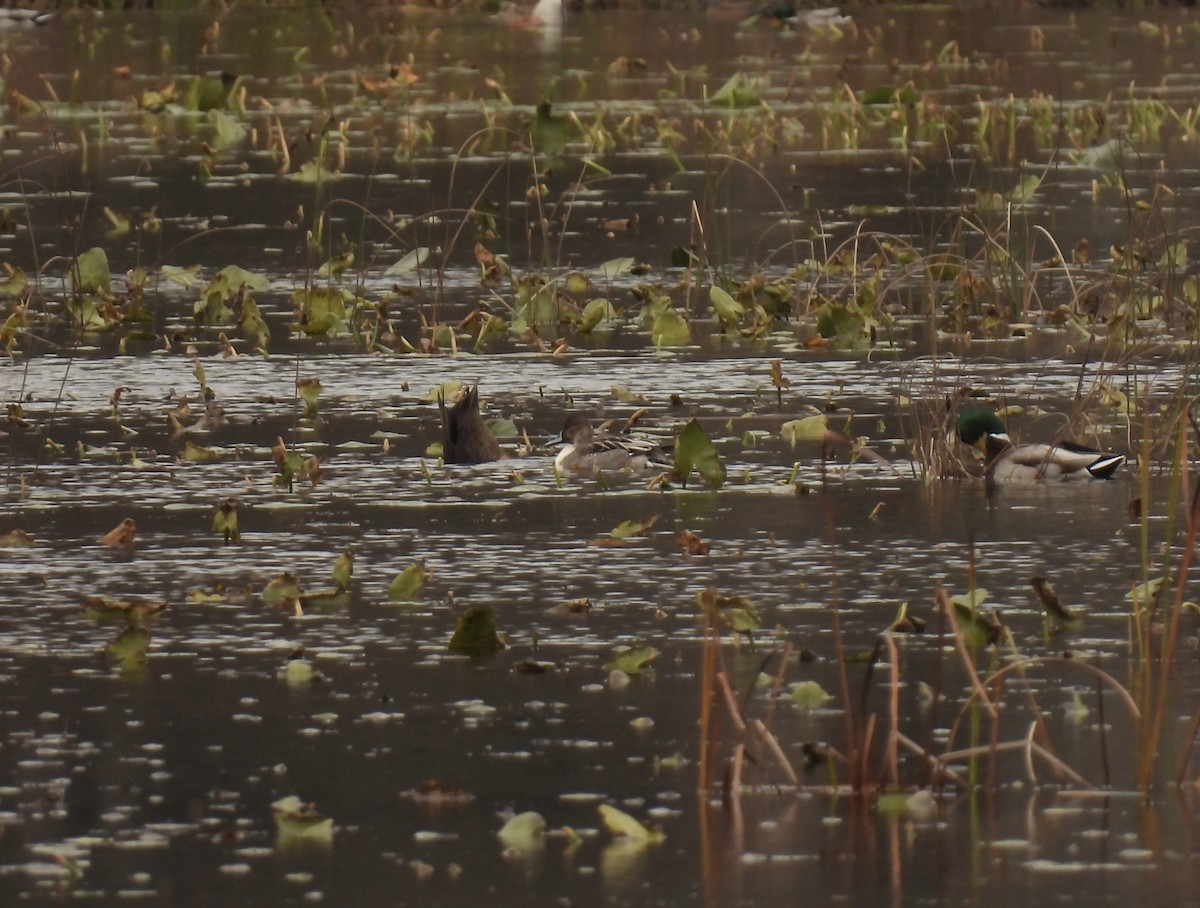 Northern Pintail - ML644546293
