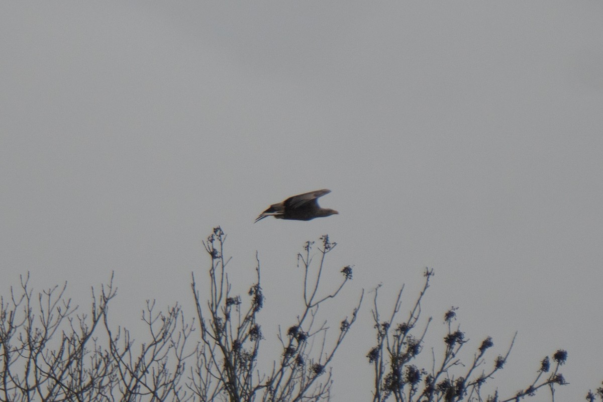 White-tailed Eagle - ML644546330