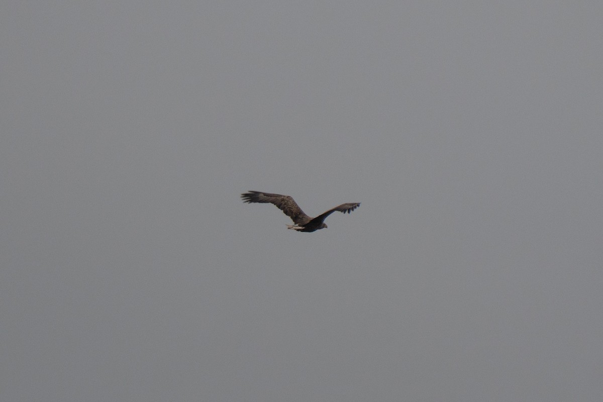 White-tailed Eagle - ML644546332