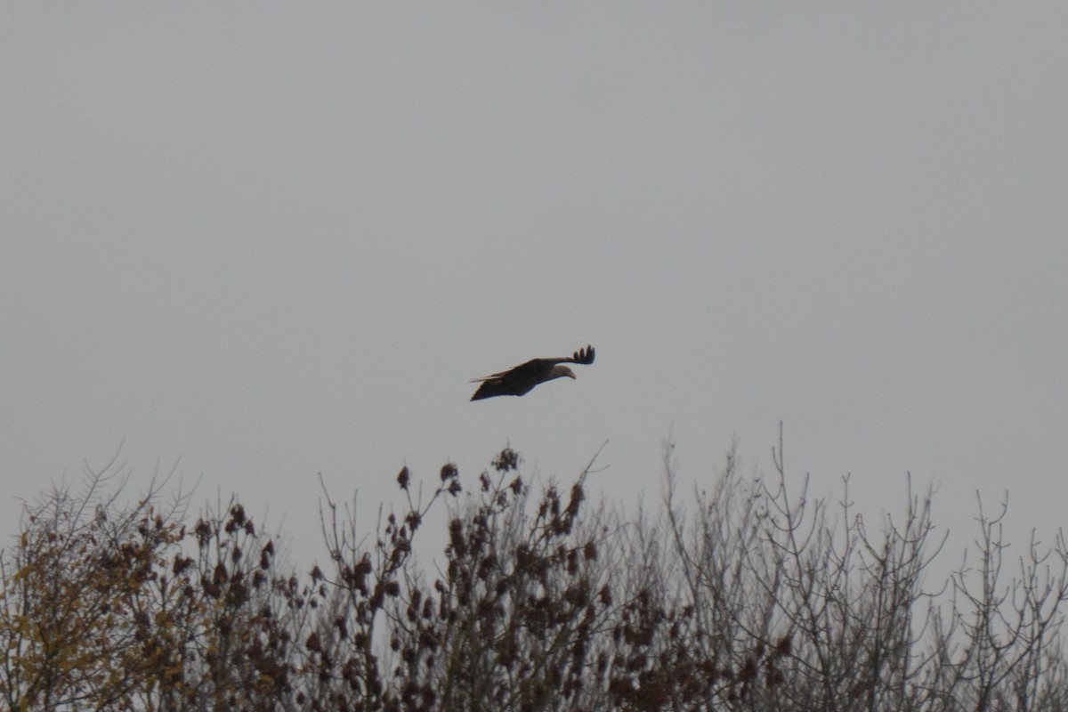 White-tailed Eagle - ML644546333
