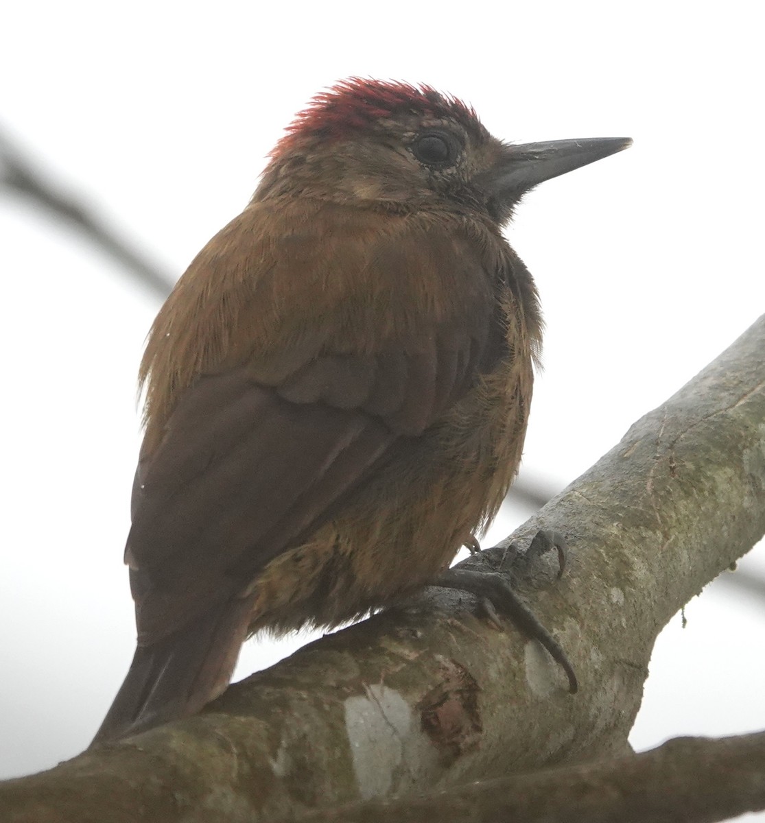 Smoky-brown Woodpecker - ML644546336