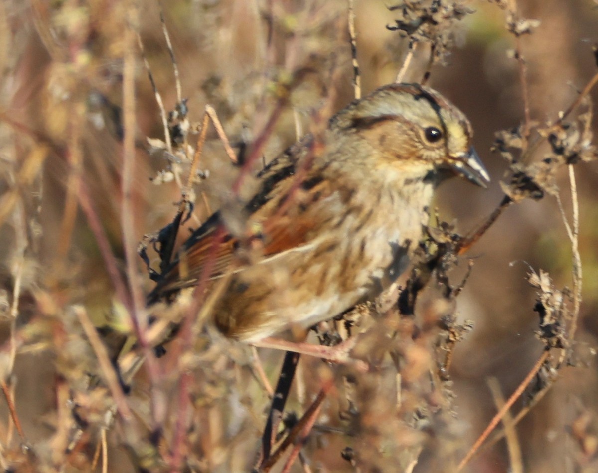 ヌマウタスズメ - ML644546339