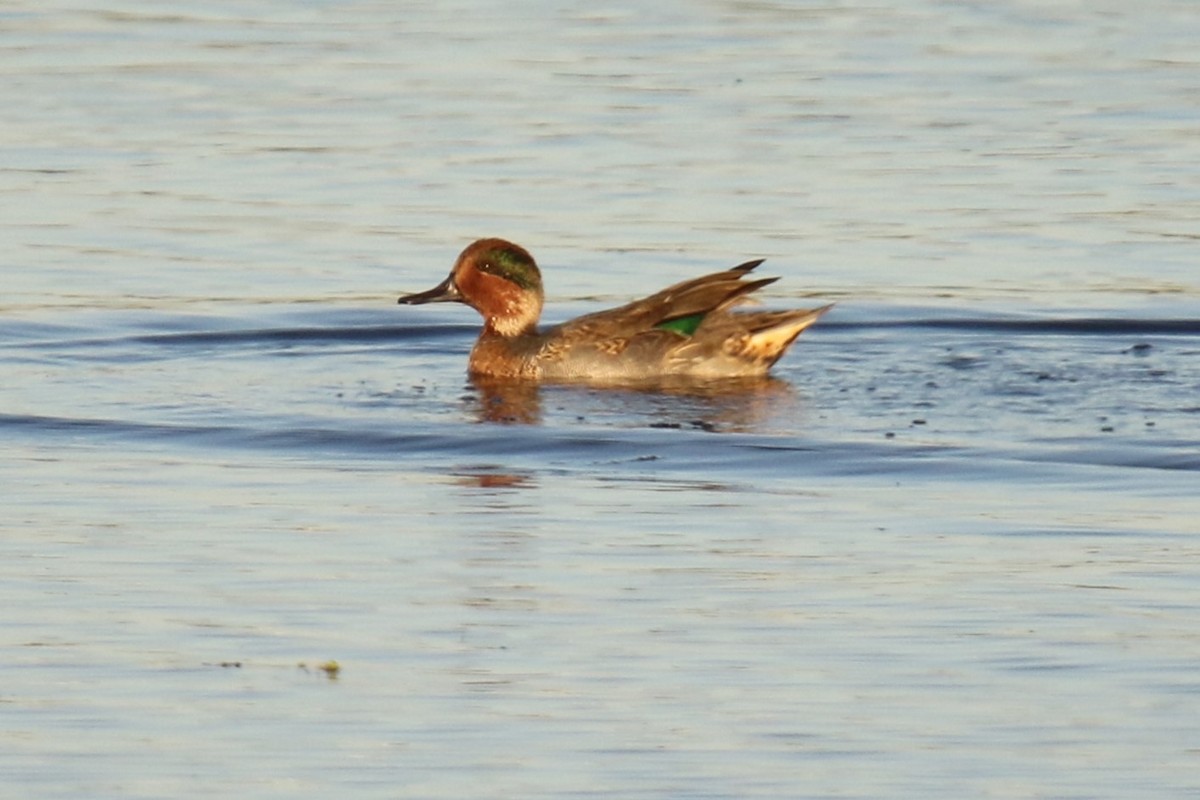 krikkand (carolinensis) (amerikakrikkand) - ML644546350