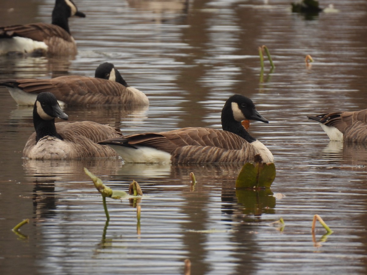 Bernache du Canada - ML644546352