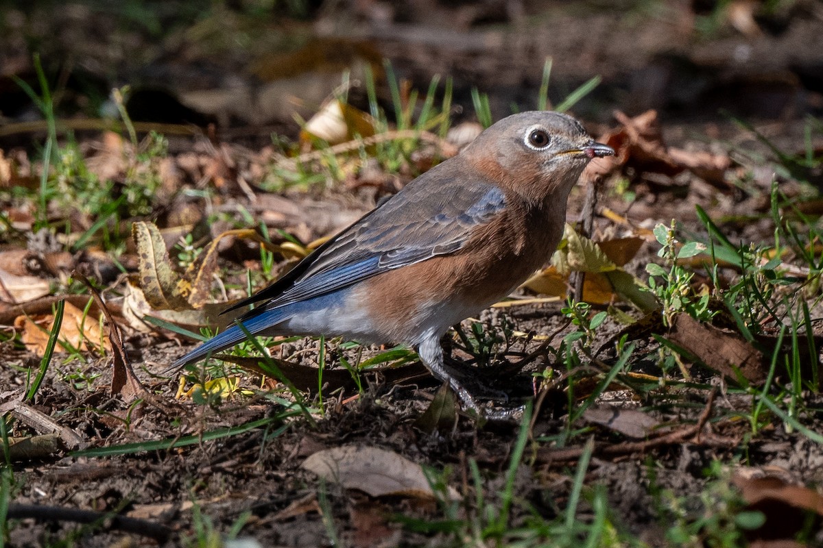 Eastern Bluebird - ML644546353