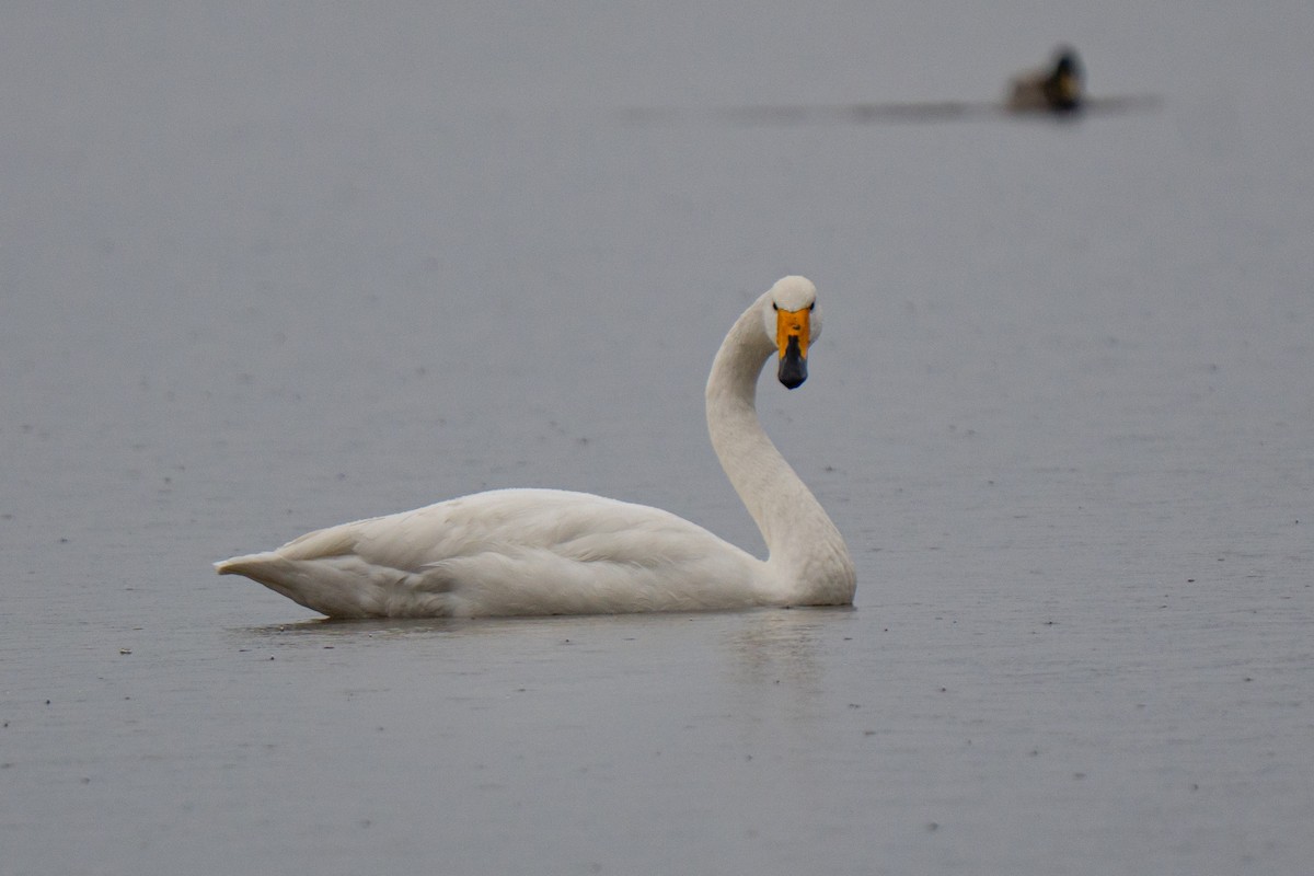 Whooper Swan - ML644546354