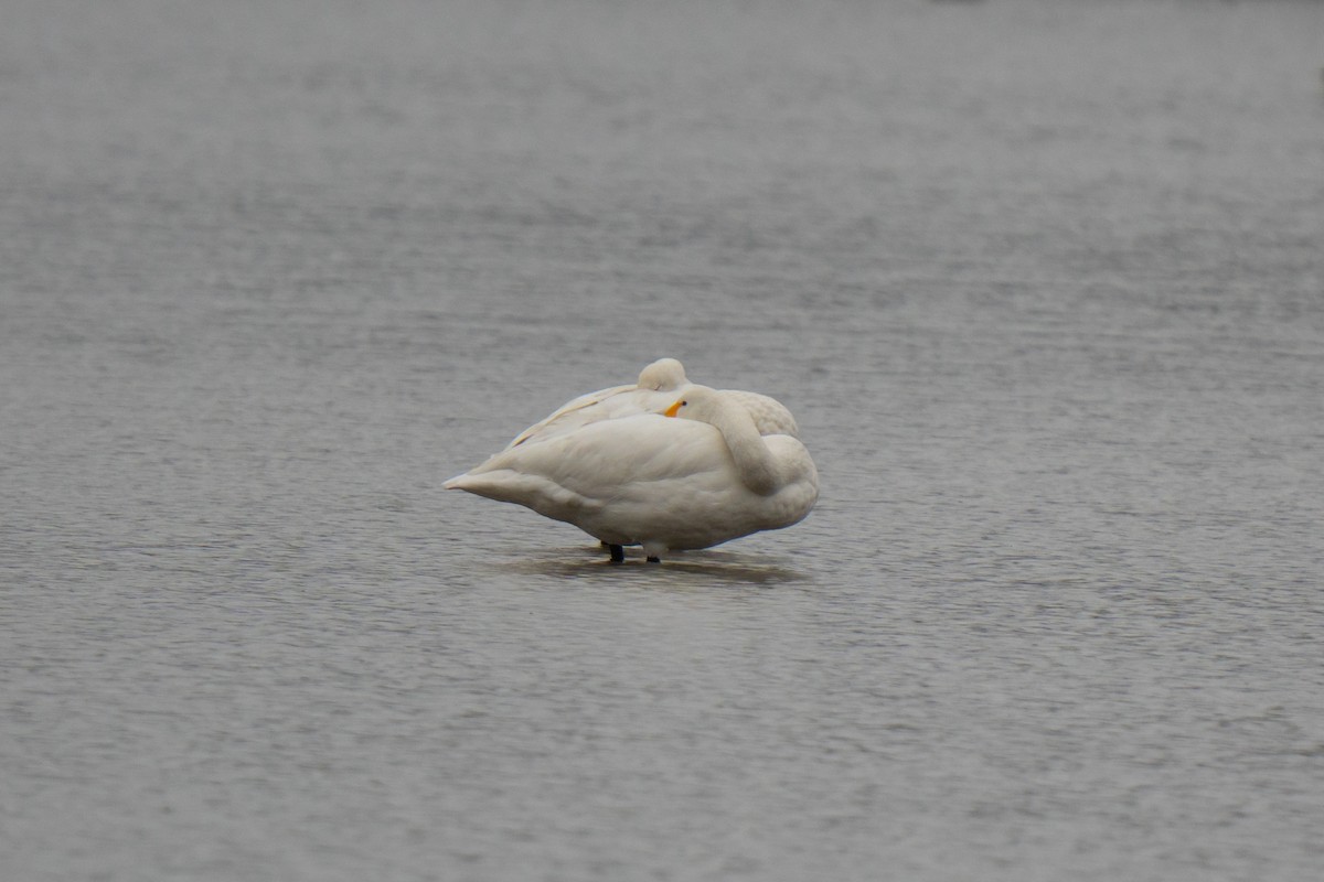 Whooper Swan - ML644546355