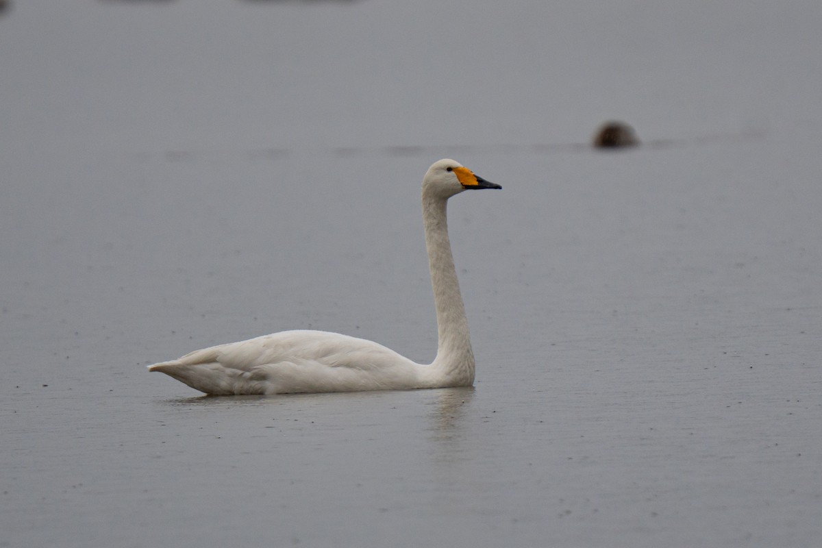 Whooper Swan - ML644546356