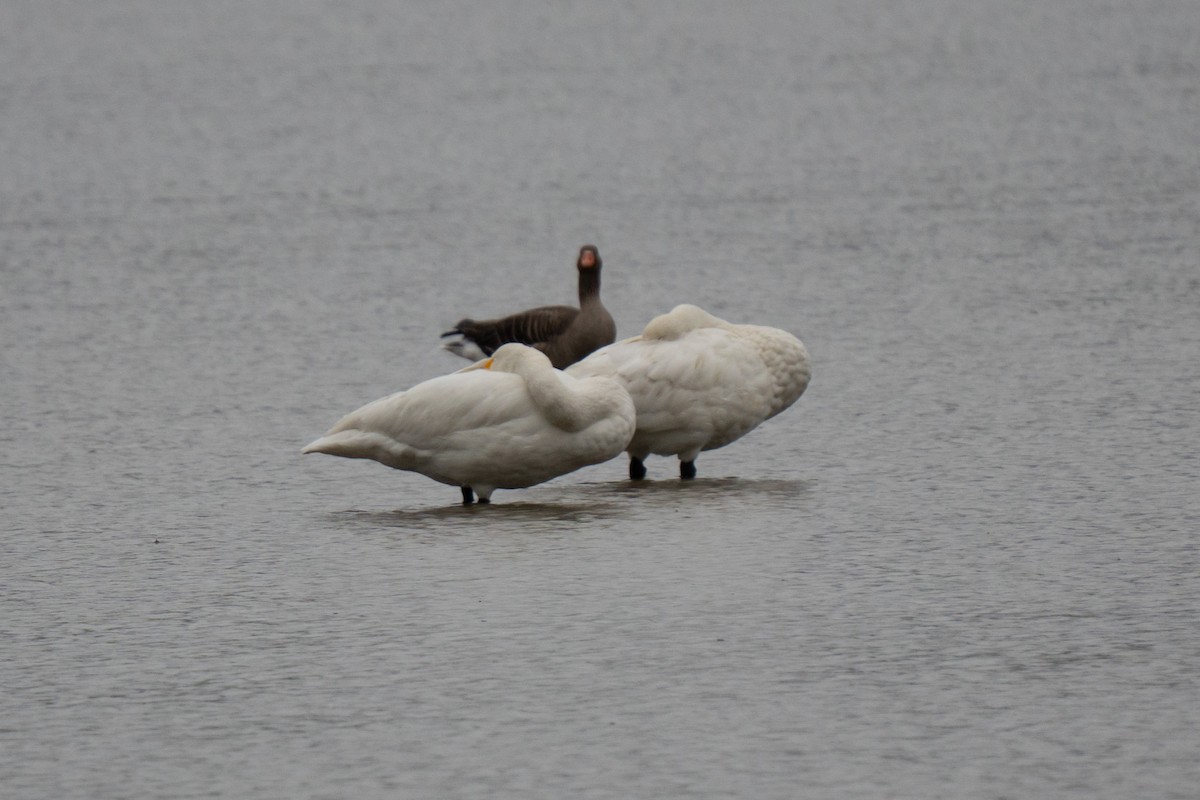 Whooper Swan - ML644546357