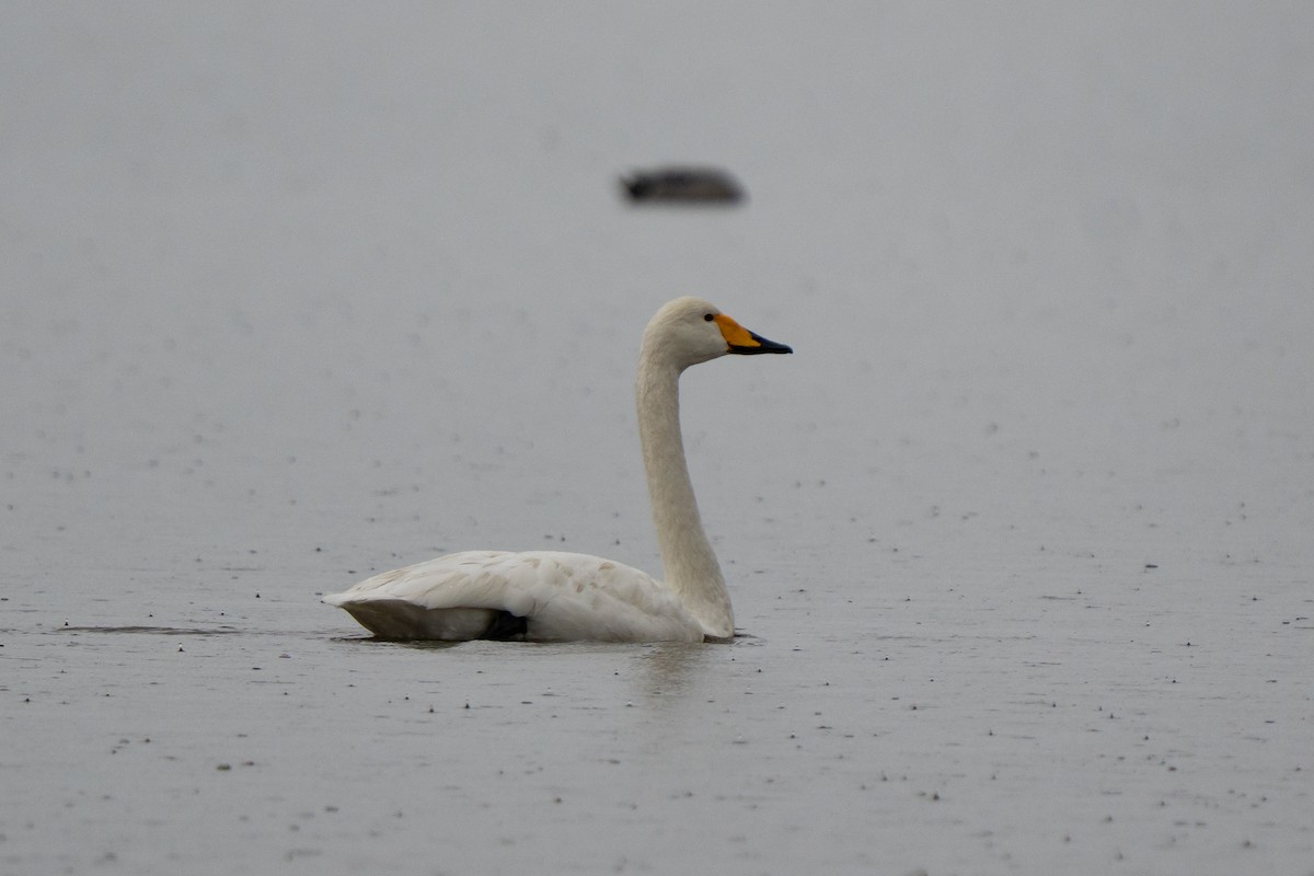 Whooper Swan - ML644546358