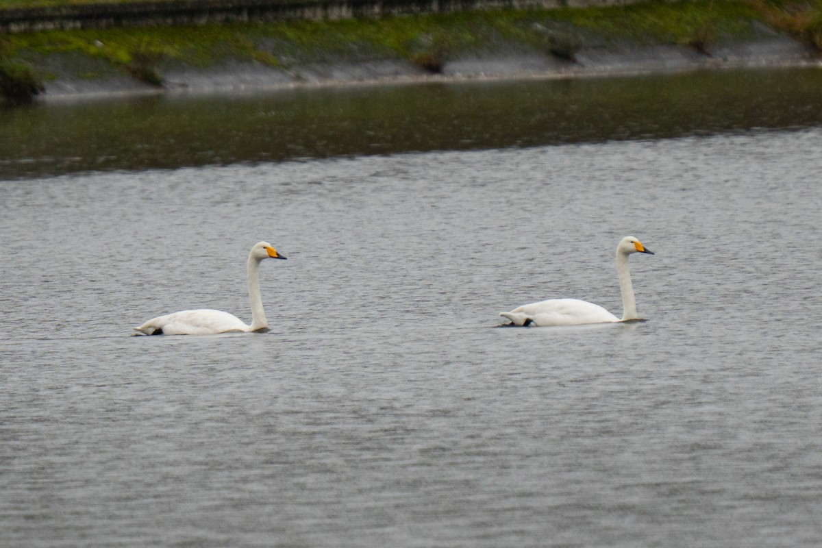 Whooper Swan - ML644546360