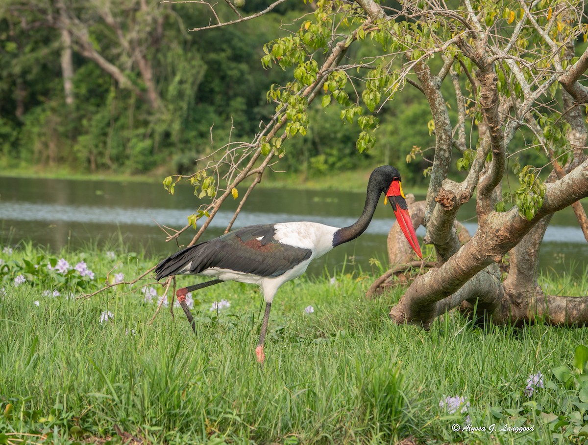 Saddle-billed Stork - ML644546361