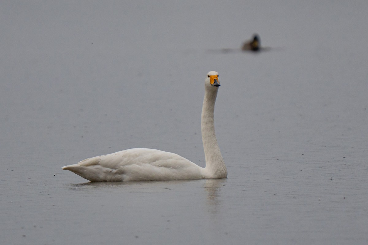 Whooper Swan - ML644546362