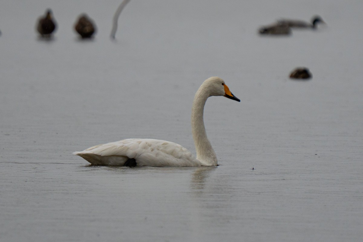 Whooper Swan - ML644546364