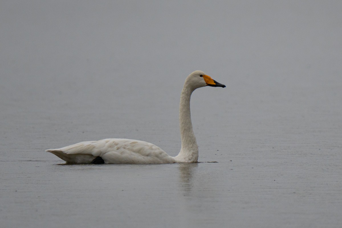 Whooper Swan - ML644546365