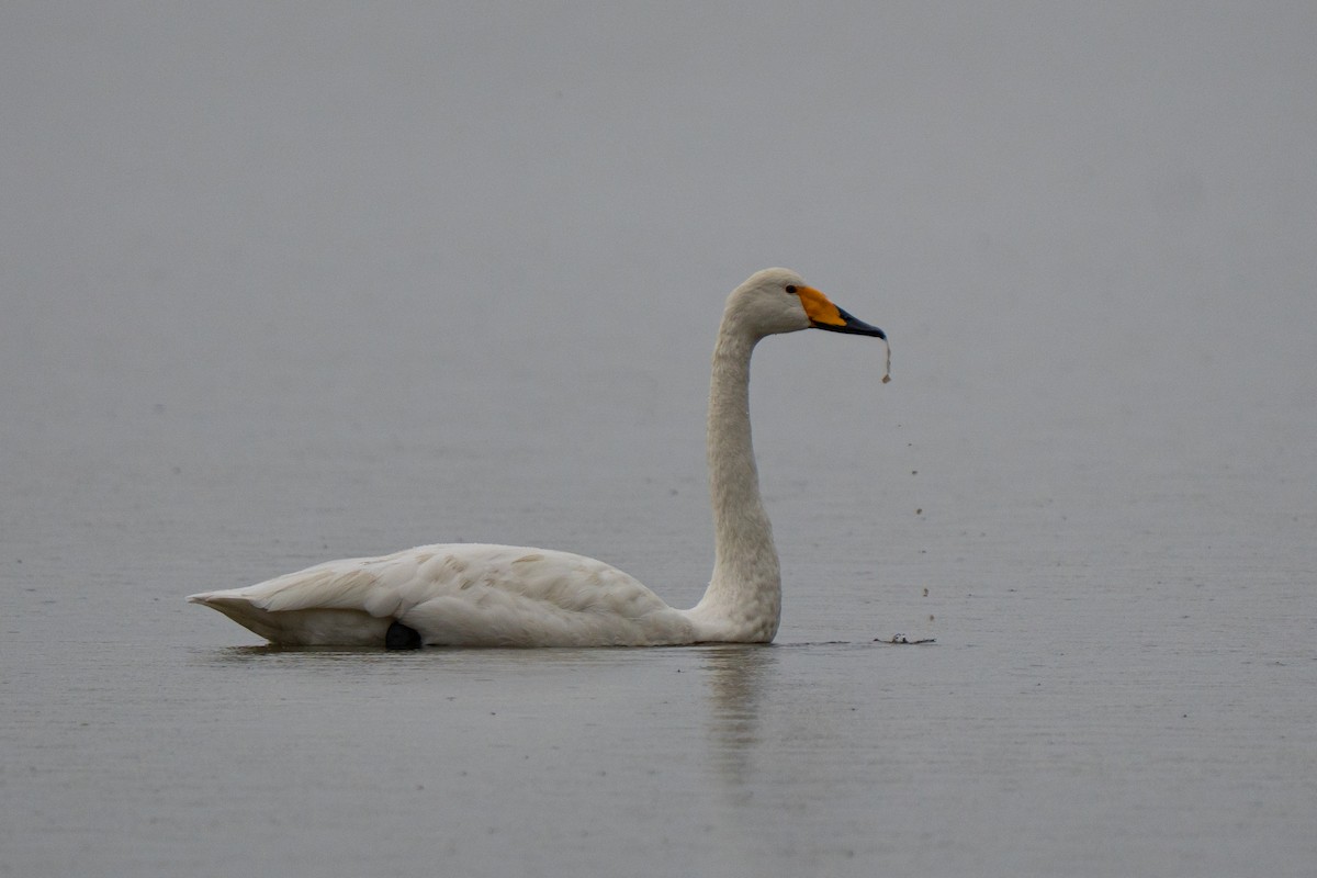 Whooper Swan - ML644546367