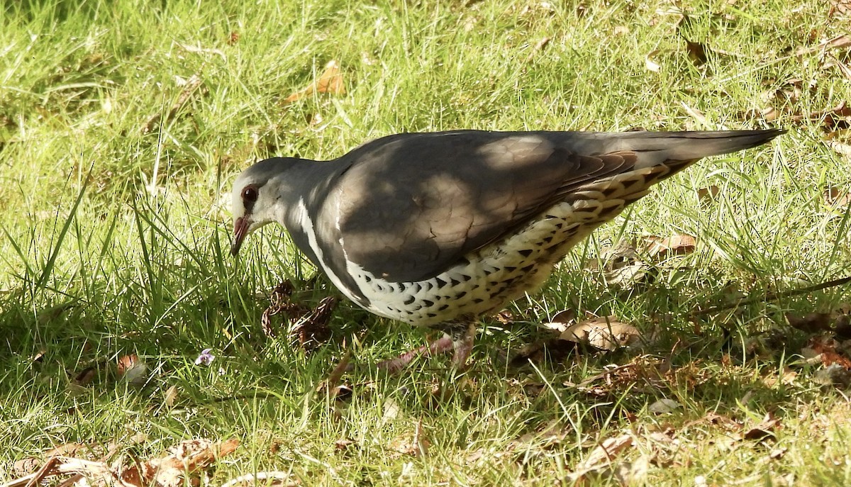 Wonga Pigeon - ML644546368