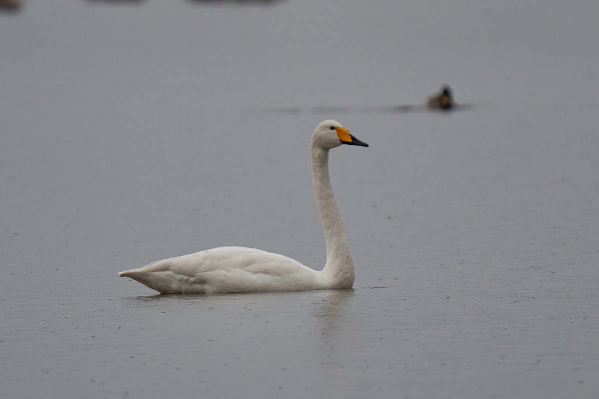 Whooper Swan - ML644546374