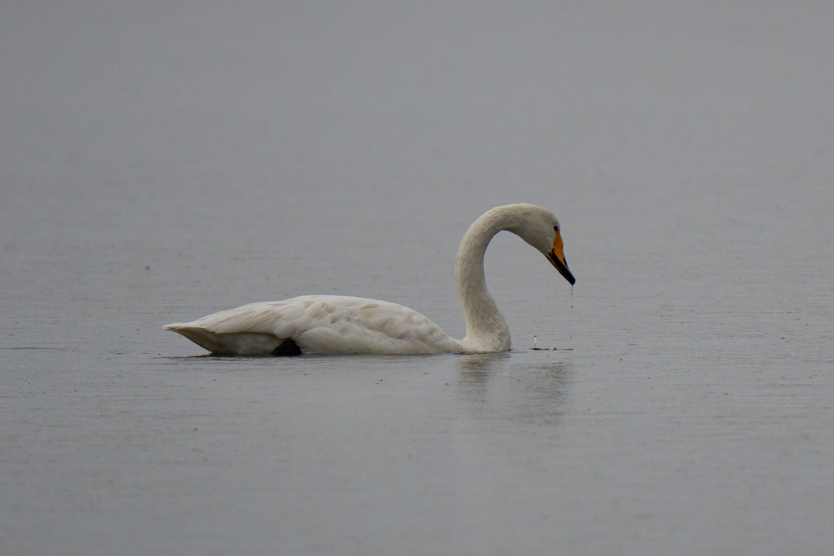 Whooper Swan - ML644546377