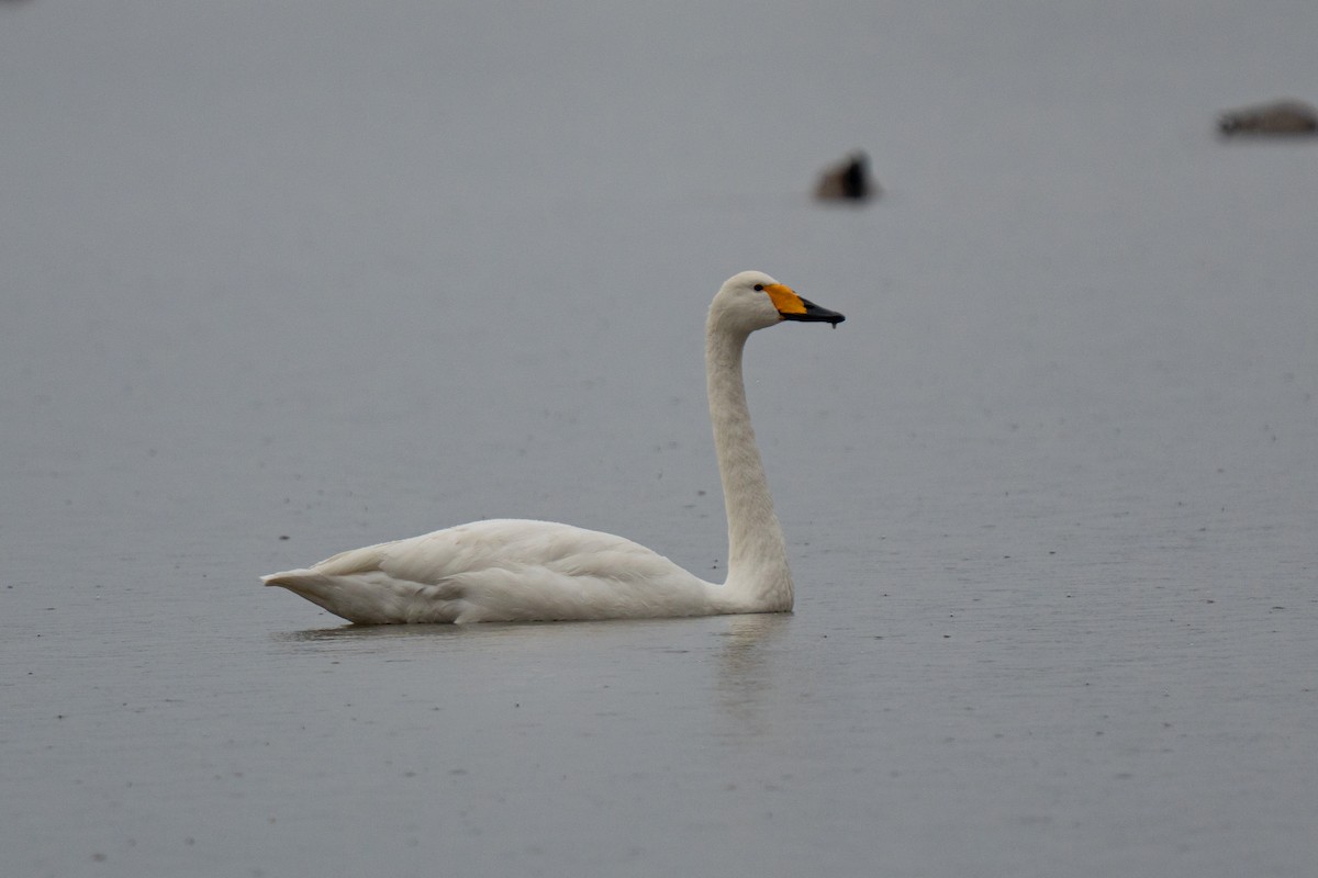 Whooper Swan - ML644546379