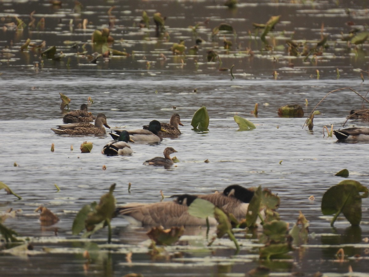 Pied-billed Grebe - ML644546380