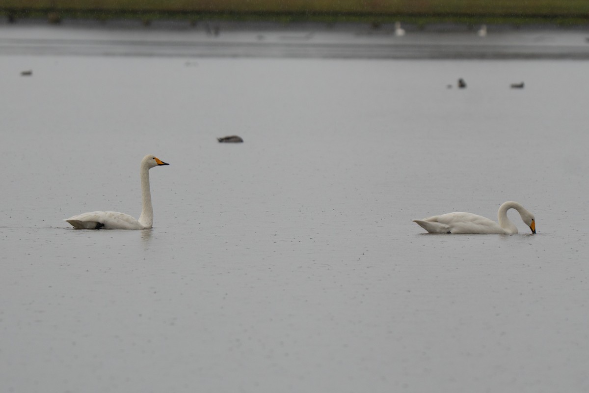 Whooper Swan - ML644546381