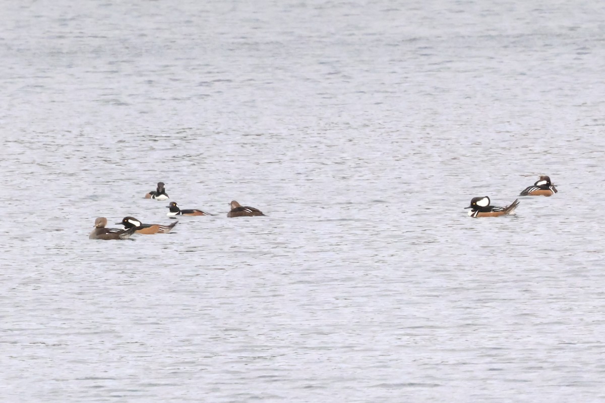 オウギアイサ - ML644546404