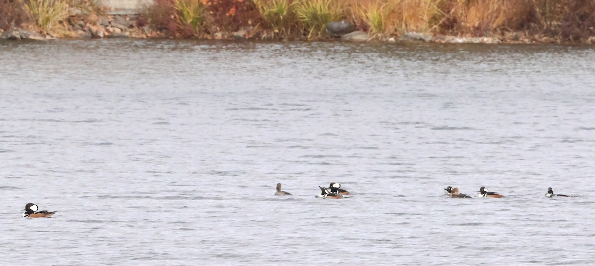 オウギアイサ - ML644546405