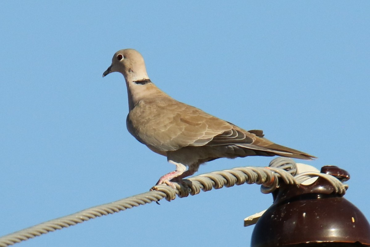 Eurasian Collared-Dove - ML644546407