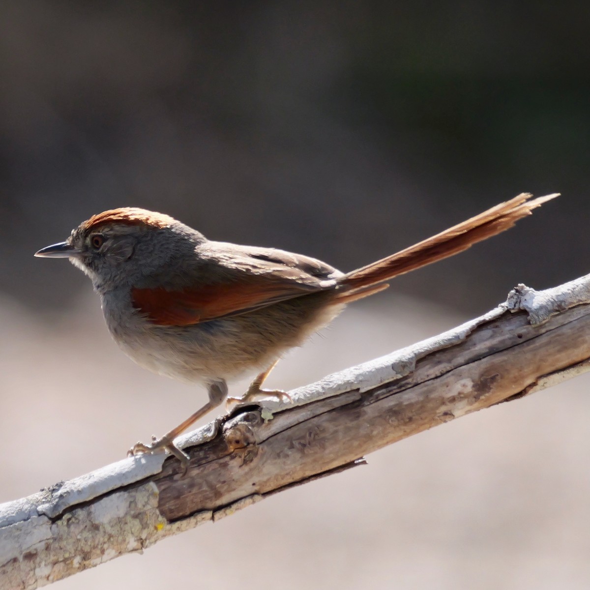 Sooty-fronted Spinetail - ML644546414