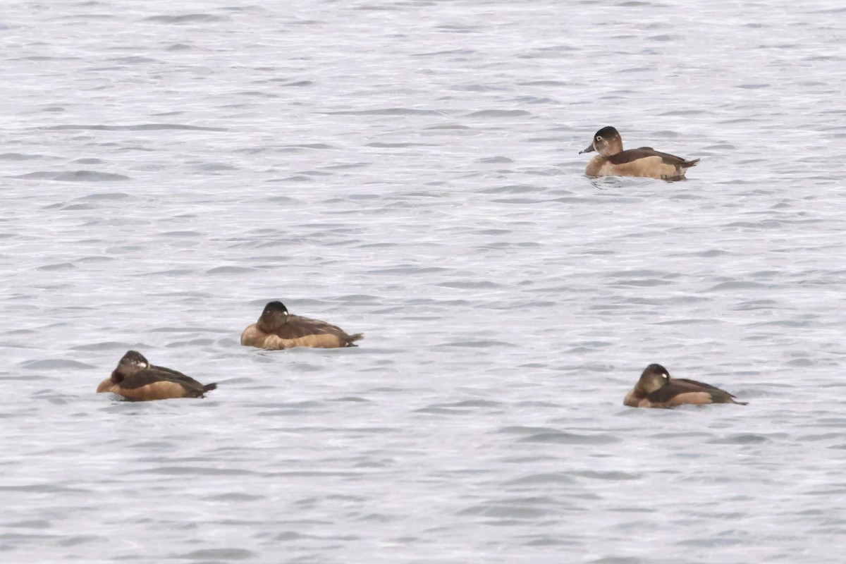 クビワキンクロ - ML644546418