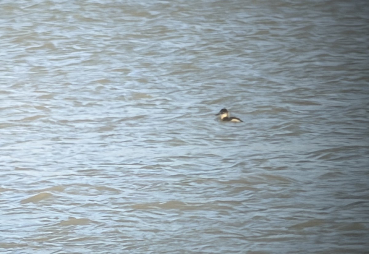 Ruddy Duck - ML644546440